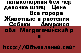 патиколорная бел/чер девочка шпиц › Цена ­ 15 000 - Все города Животные и растения » Собаки   . Амурская обл.,Магдагачинский р-н